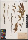 Foto von Salix daphnoides Vill.